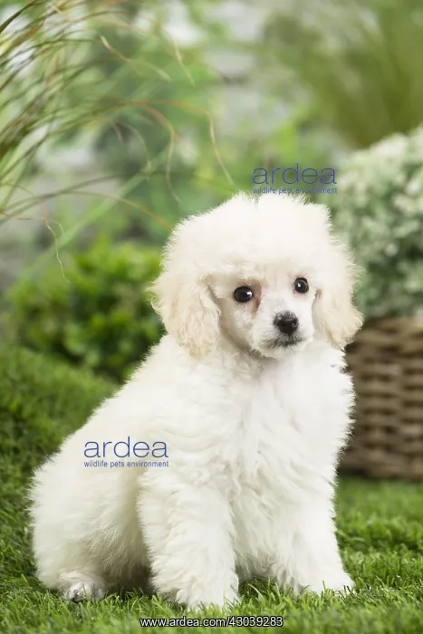  : White dwarf poodle Dog puppy