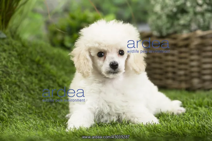  : White dwarf poodle Dog puppy