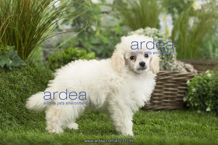  : White dwarf poodle Dog puppy