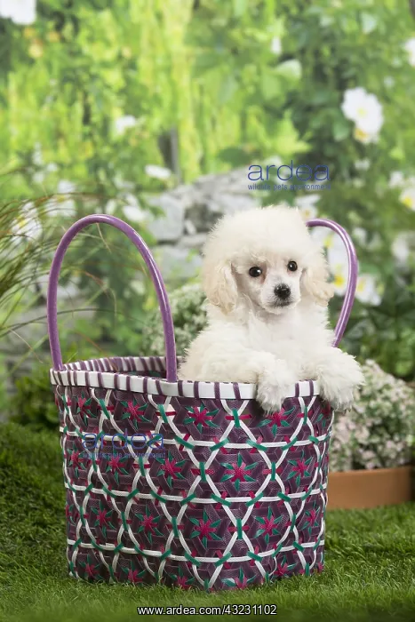  : White dwarf poodle Dog puppy