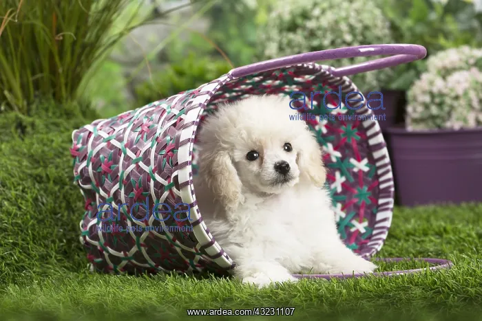  : White dwarf poodle Dog puppy