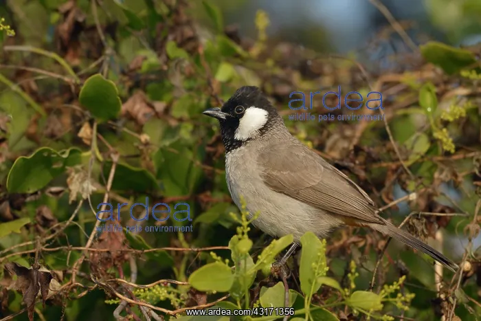 : White-eared Bulbul : White-eared Bulbul