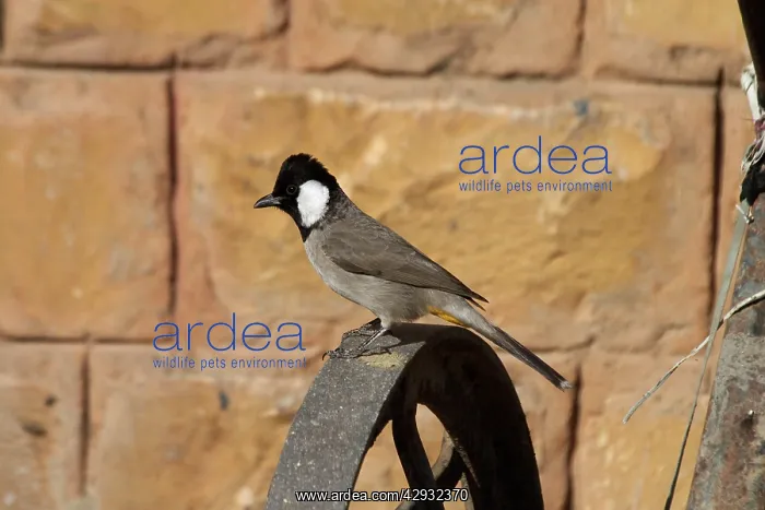 : White-eared Bulbul - On perch : White-eared Bulbul - On perch