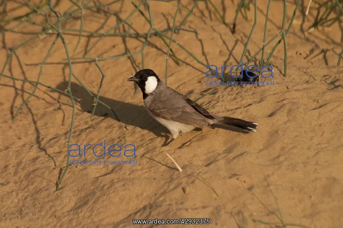 : White-eared Bulbul - On sandy ground : White-eared Bulbul - On sandy ground