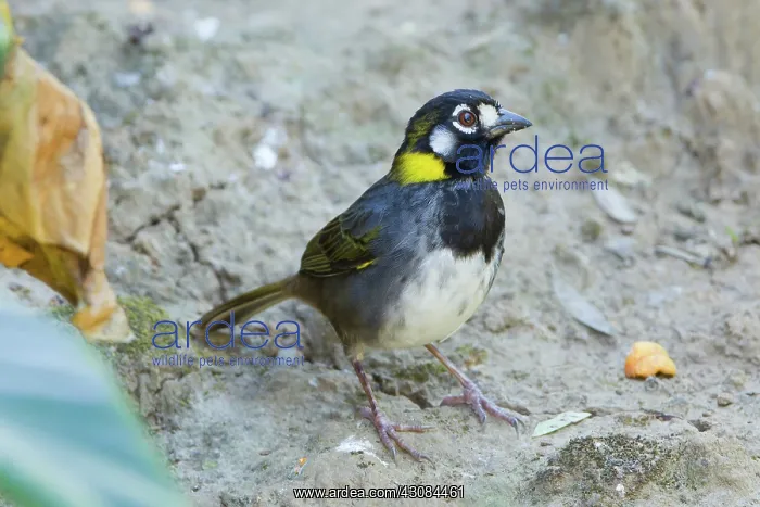  : White-eared Ground Sparrow