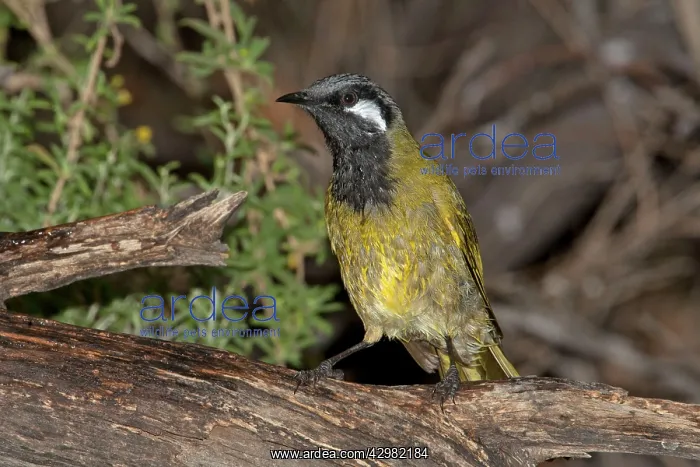 : White-eared Honeyeater : White-eared Honeyeater