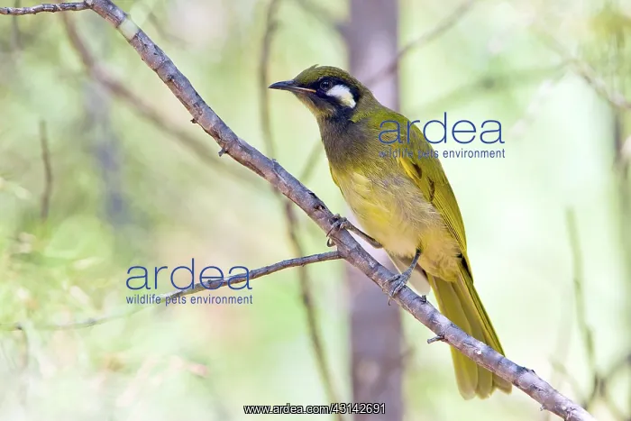 : White-eared Honeyeater : White-eared Honeyeater