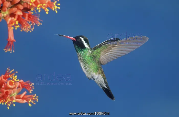 : White-Eared Hummingbird : White-Eared Hummingbird
