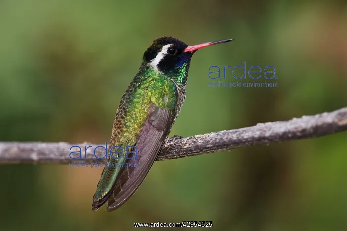 : White-eared Hummingbird - adult male : White-eared Hummingbird - adult male