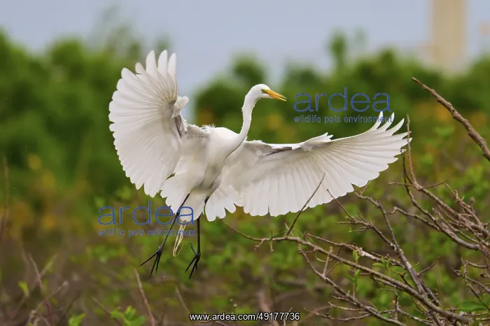 : A white egret spreads its wings over a branch in flight : A white egret spreads its wings over a branch in flight