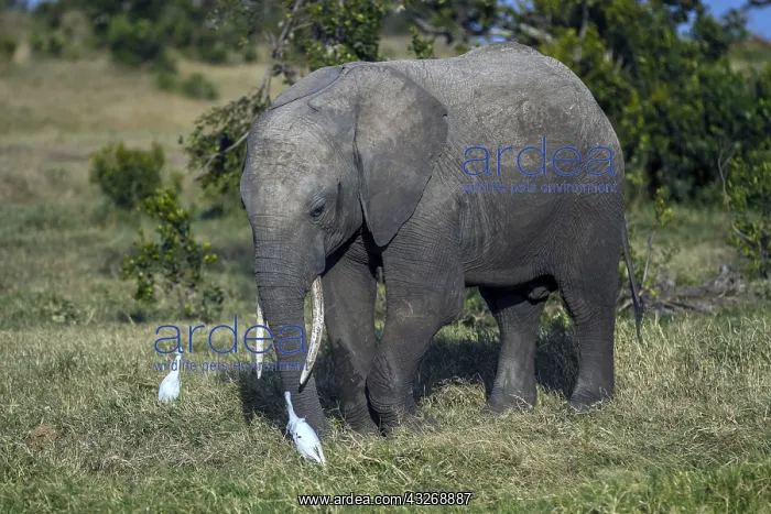  : A White egret watches an elephant feeding in Ol