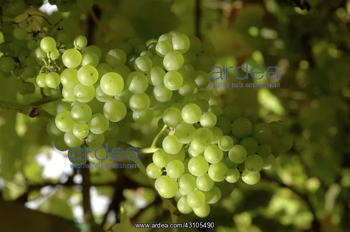 : White English grapes : White English grapes