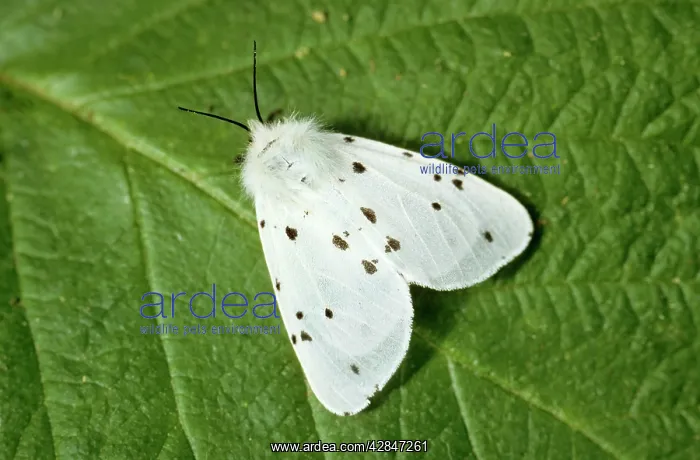 : White Ermine : White Ermine