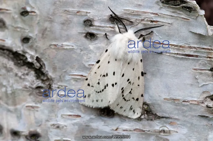 : White Ermine - on birch bark : White Ermine - on birch bark