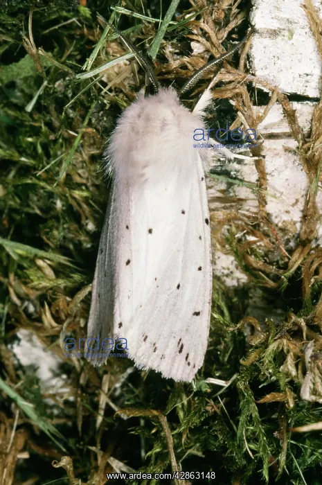 : White Ermine MOTH : White Ermine MOTH