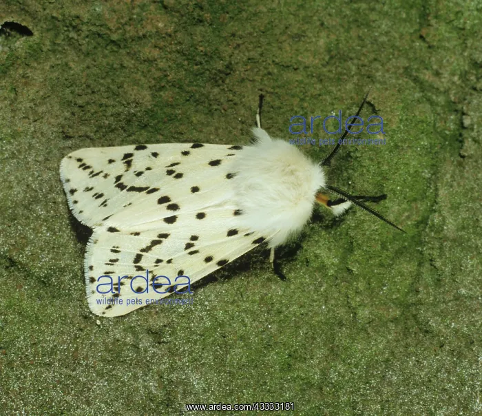 : White ermine moth : White ermine moth