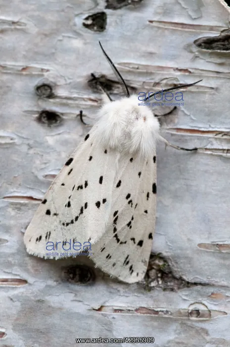 : White Ermine Moth - on birch bark : White Ermine Moth - on birch bark