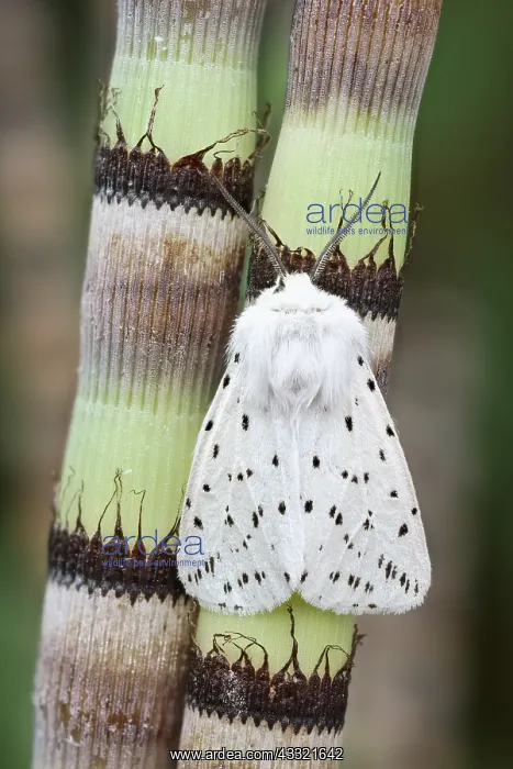 : White Ermine Moth on Horsetail Reed, Norfolk UK : White Ermine Moth on Horsetail Reed, Norfolk UK