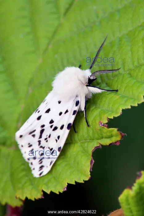 : White Ermine Moth - on leaf : White Ermine Moth - on leaf
