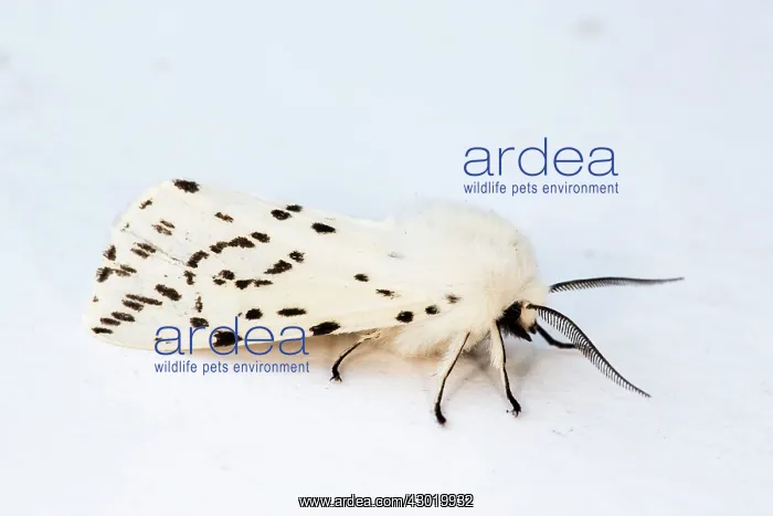 : White Ermine Moth male in Summer : White Ermine Moth male in Summer