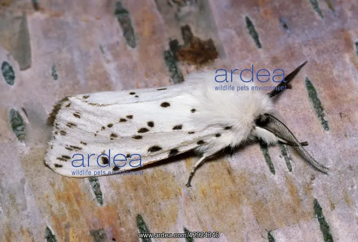 : White Ermine MOTH - showing feathered antenna or combs : White Ermine MOTH - showing feathered antenna or combs