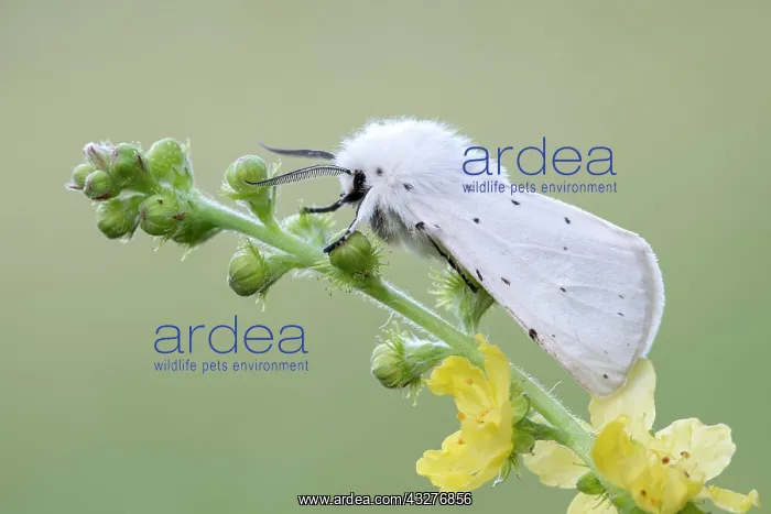  : White ermine (Spilosoma lubricipeda), on Common