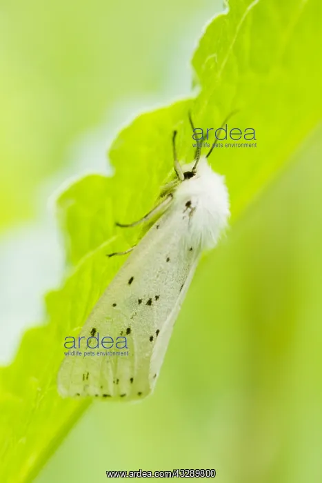 : White Ermine (Spilosoma lubricipeda) resting un : White Ermine (Spilosoma lubricipeda) resting un