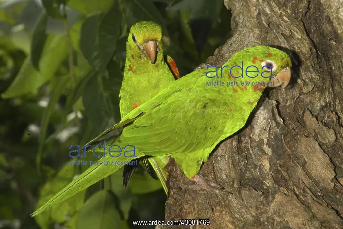 : White-eyed Conures : White-eyed Conures