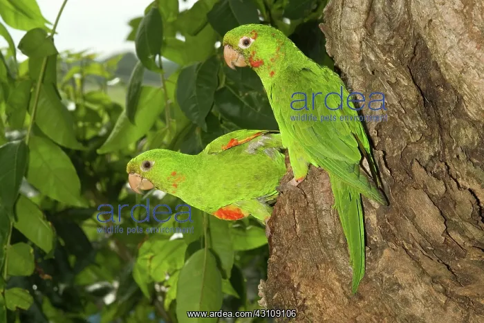 : White-eyed Conures at nest entrance : White-eyed Conures at nest entrance