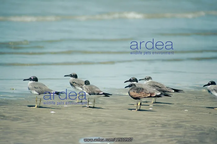 : White-eyed Gulls : White-eyed Gulls