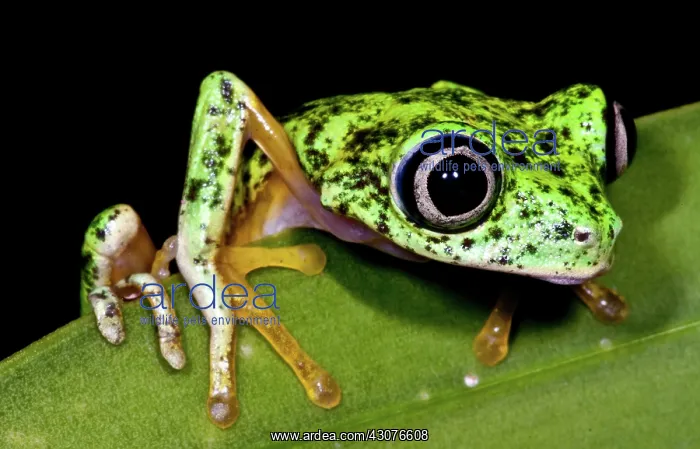 : White-eyed Leaf Frog : White-eyed Leaf Frog