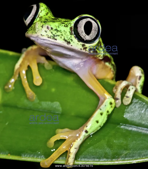 : White-eyed Leaf Frog : White-eyed Leaf Frog