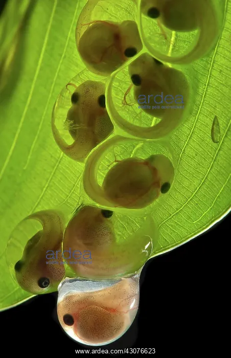: White-eyed Leaf Frog Eggs : White-eyed Leaf Frog Eggs
