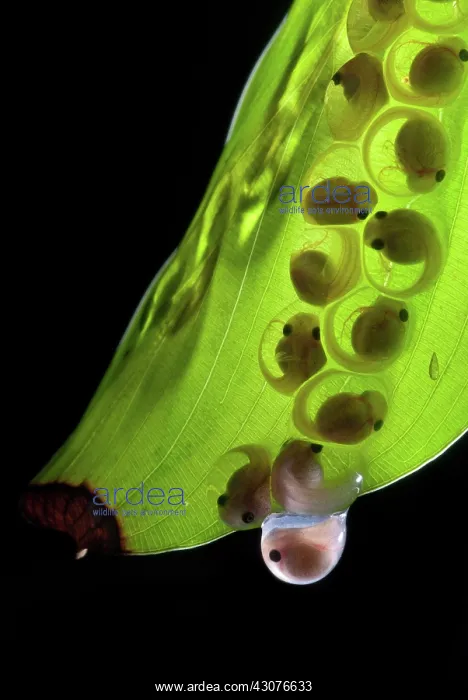 : White-eyed Leaf Frog Eggs : White-eyed Leaf Frog Eggs