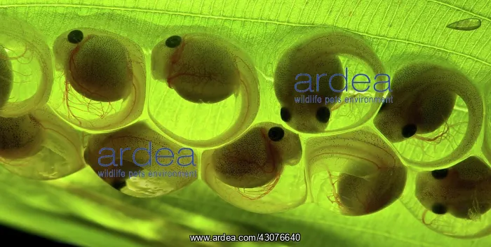 : White-eyed Leaf Frog Eggs : White-eyed Leaf Frog Eggs