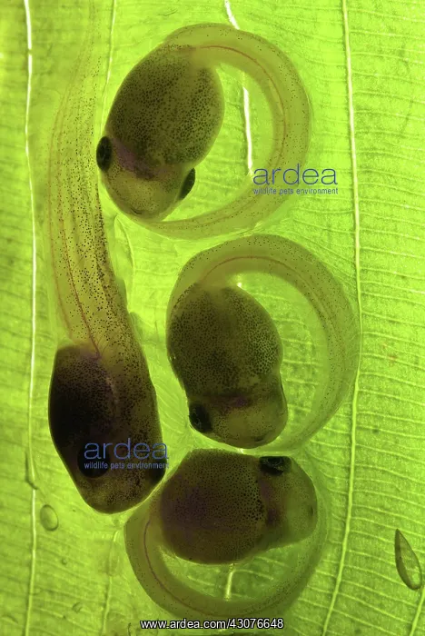 : White-eyed Leaf Frog Eggs : White-eyed Leaf Frog Eggs