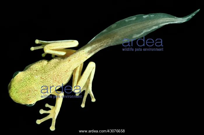  : White-eyed Leaf Frog Tadpole