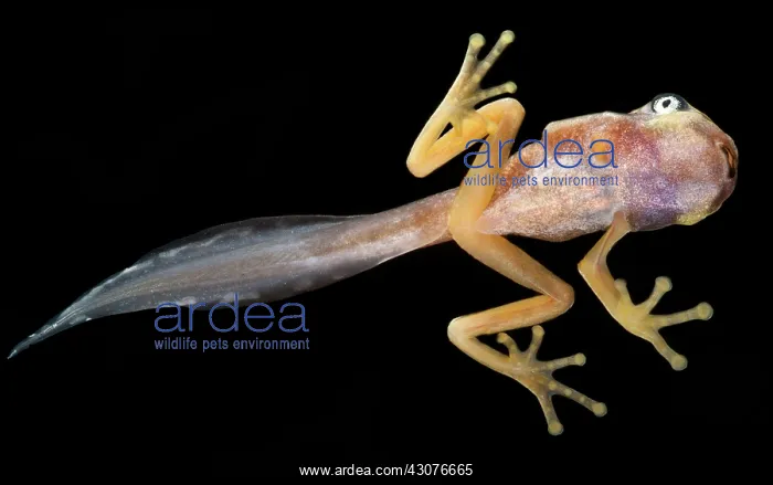 : White-eyed Leaf Frog Tadpole : White-eyed Leaf Frog Tadpole