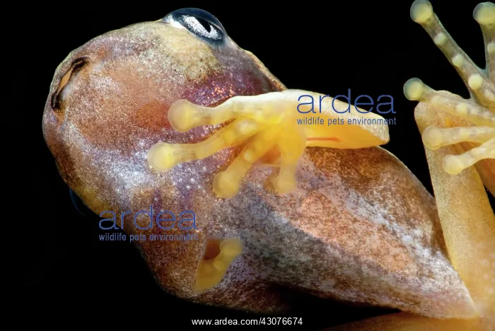 : White-eyed Leaf Frog Tadpole : White-eyed Leaf Frog Tadpole