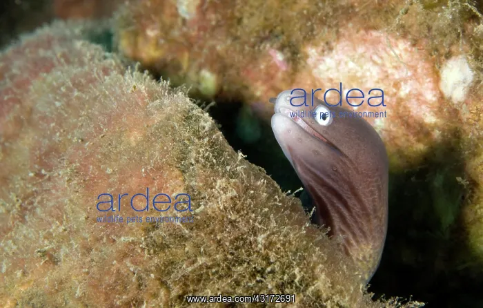 : White-eyed Moray : White-eyed Moray
