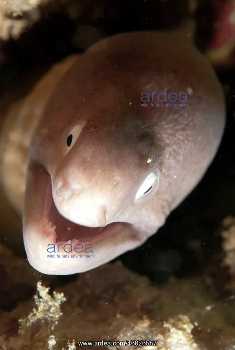  : White-eyed Moray Eel