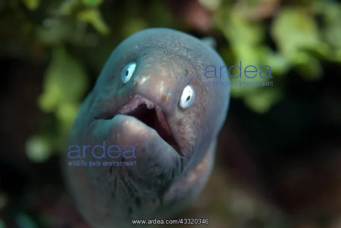 : White-eyed Moray Eel