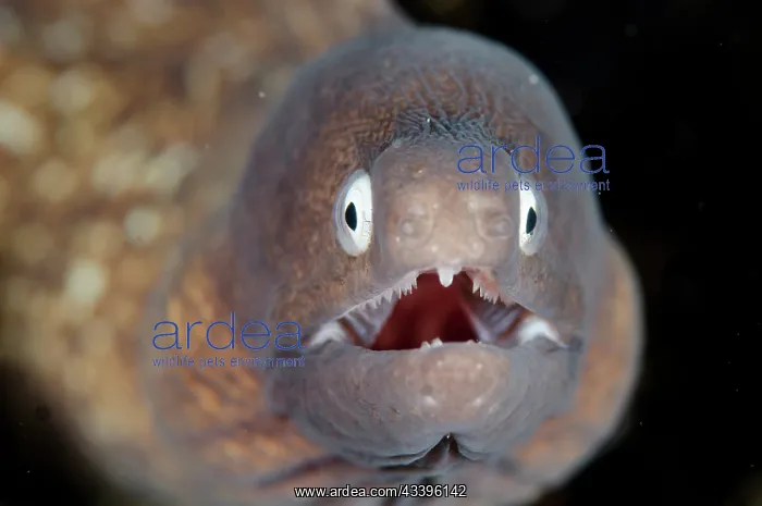 : White-eyed Moray Eel : White-eyed Moray Eel