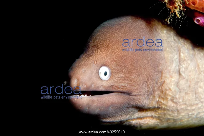  : White-eyed Moray Eel in hole