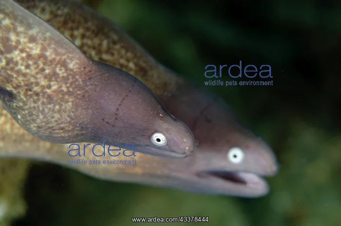 : White-eyed Moray Eel pair : White-eyed Moray Eel pair