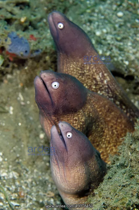 : White-eyed Moray Eel trio : White-eyed Moray Eel trio