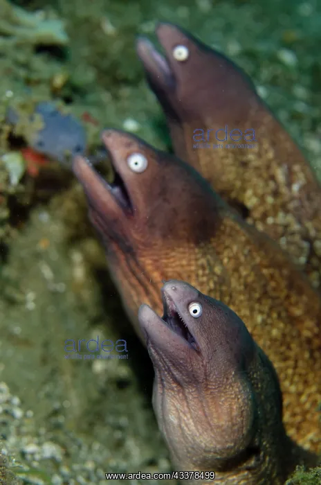 : White-eyed Moray Eel trio : White-eyed Moray Eel trio