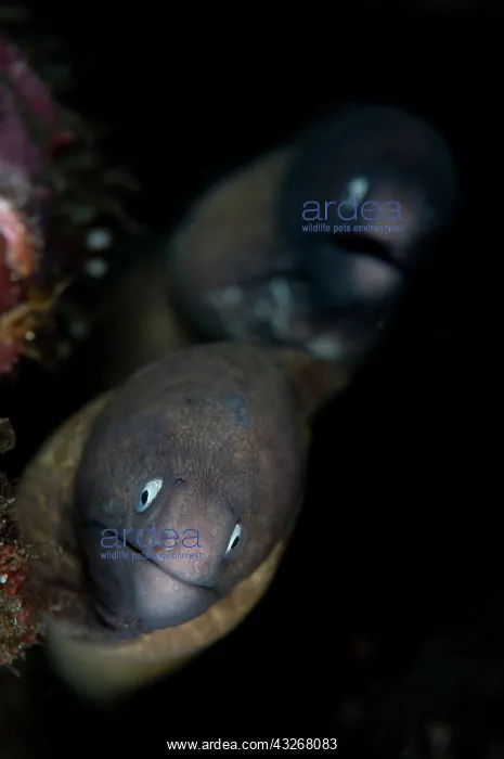 : White-eyed Moray Eels - in hole : White-eyed Moray Eels - in hole