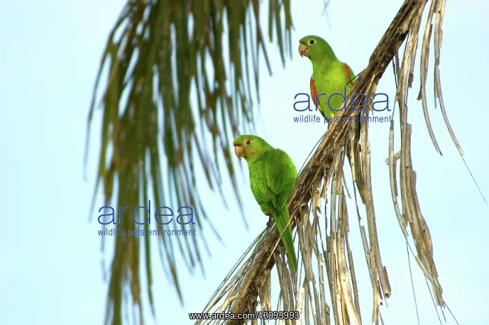 : White-eyed Parakeets, Brazil : White-eyed Parakeets, Brazil