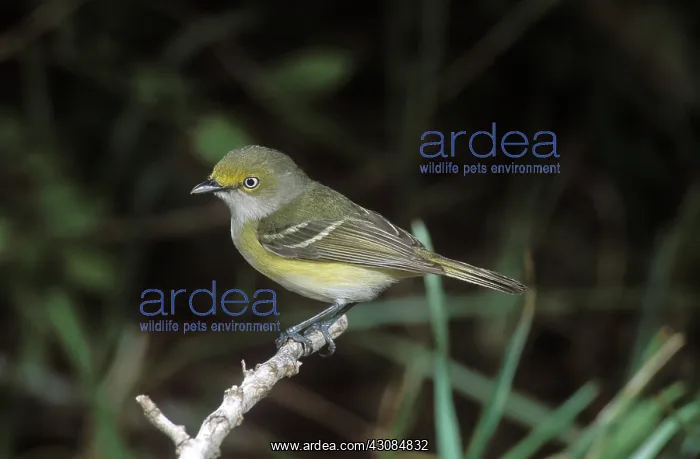 : White-eyed Vireo : White-eyed Vireo
